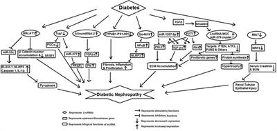 The Big Entity of New RNA World: Long Non-Coding RNAs in Microvascular Complications of Diabetes